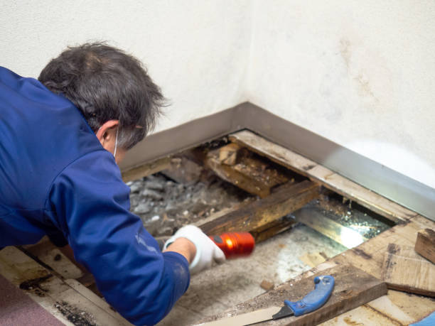 Best Industrial Mold Remediation in Eden, TX