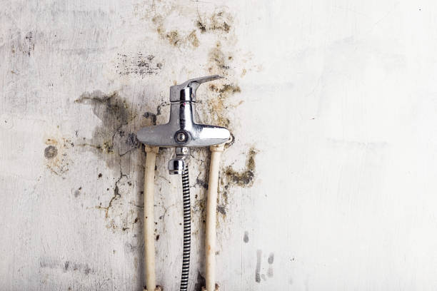 Best Black Mold Remediation in Eden, TX