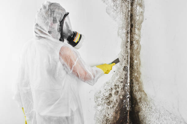 Best Localized Mold Remediation (e.g., coastal areas, humid climates) in Eden, TX