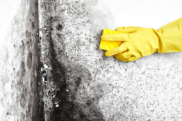 Best Preventive Mold Services in Eden, TX