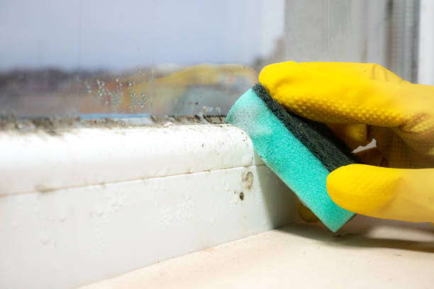 Trusted Eden, TX Mold Remediation Experts