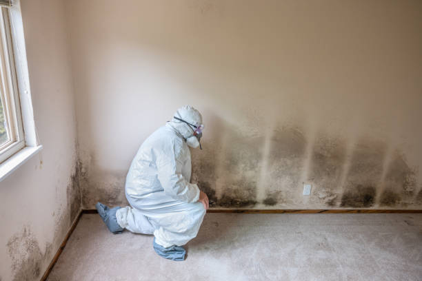 Best Crawl Space Mold Remediation in Eden, TX