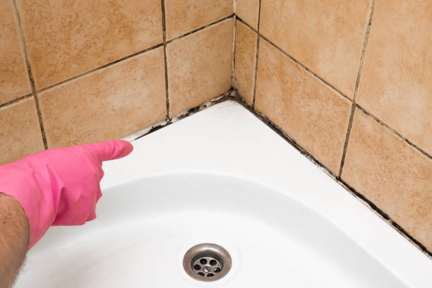 Best Bathroom Mold Remediation in Eden, TX